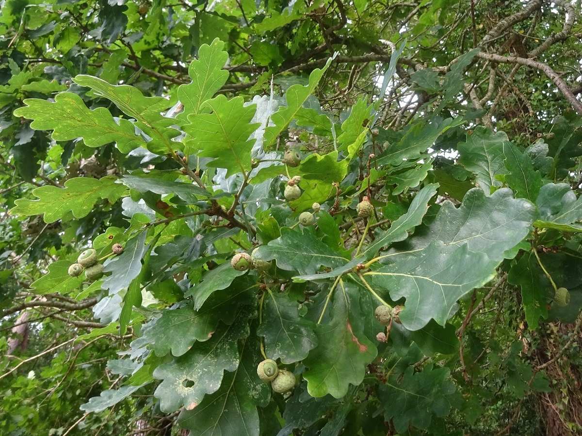 Quercus robur (Fagaceae)